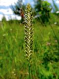 Cynosurus cristatus. Соцветие. Беларусь, Гродненская обл., Новогрудский р-н, Ладеникский сельсовет, окр. дер. Городечно, суходольный злаково-разнотравный луг на склоне холма. 19.06.2014.
