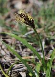 Carex pachystylis