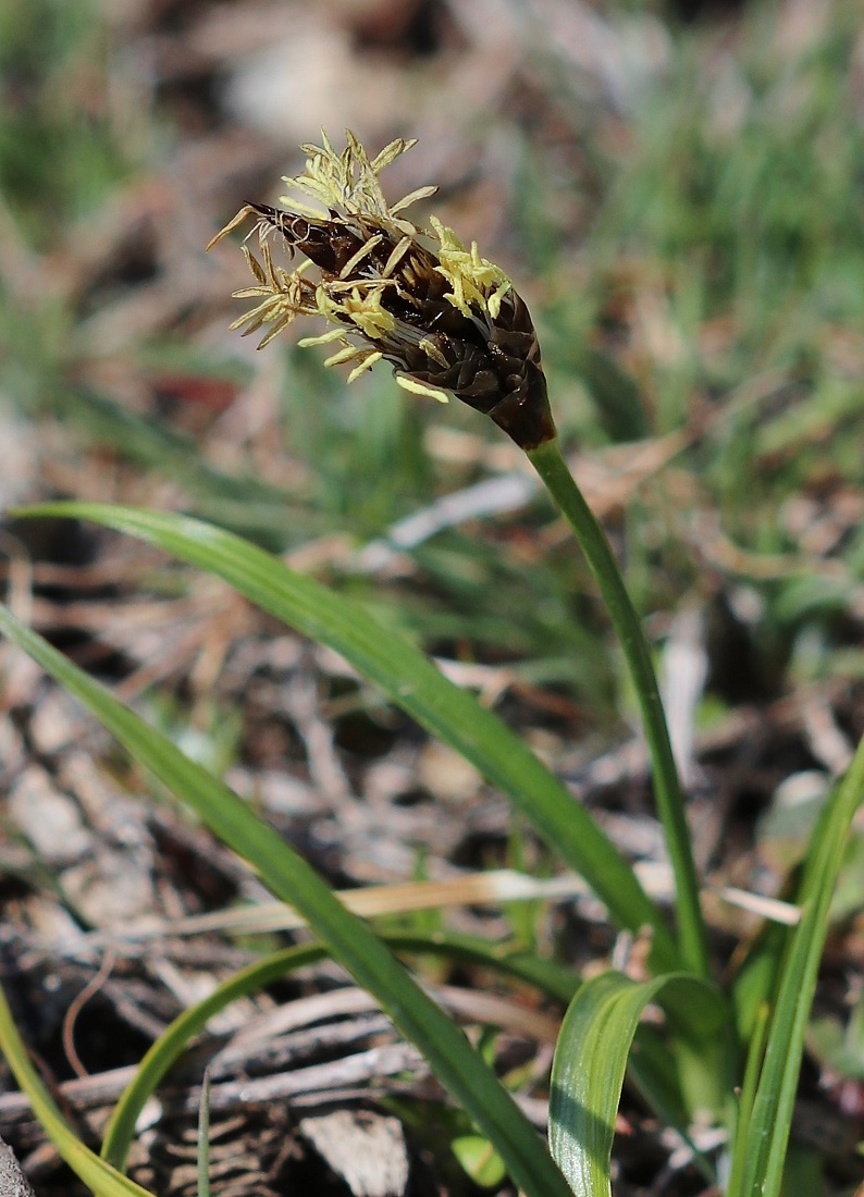 Изображение особи Carex pachystylis.