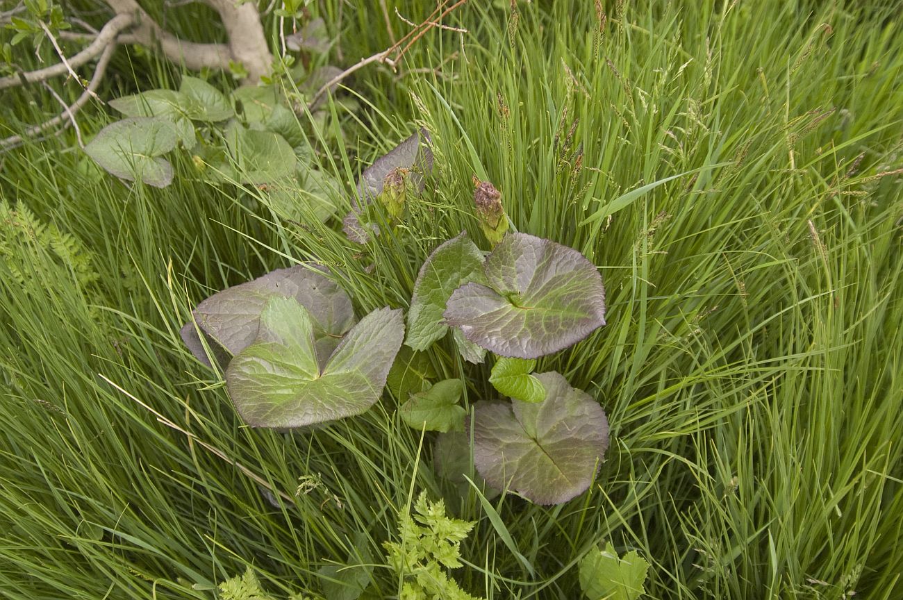 Image of Ligularia subsagittata specimen.