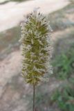 Koeleria brevis