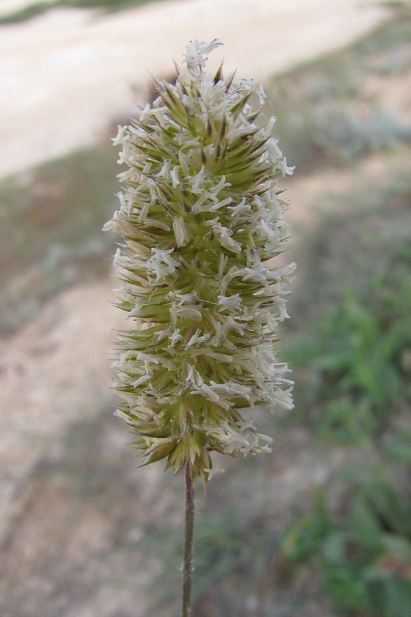 Image of Koeleria brevis specimen.