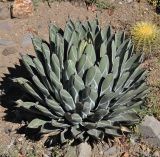 Agave victoriae-reginae