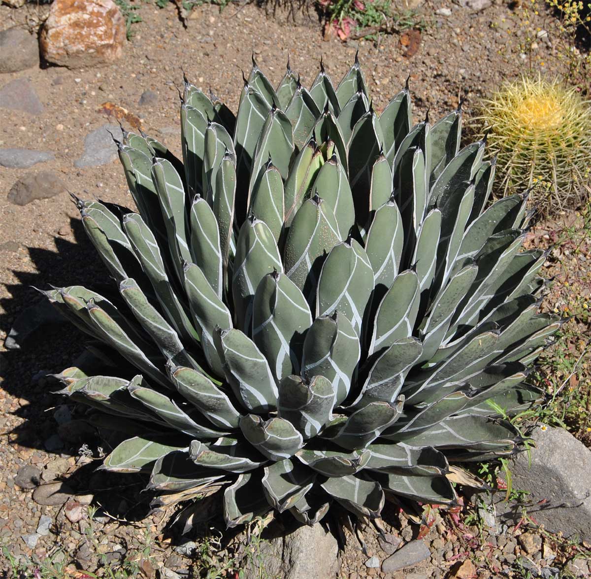 Изображение особи Agave victoriae-reginae.