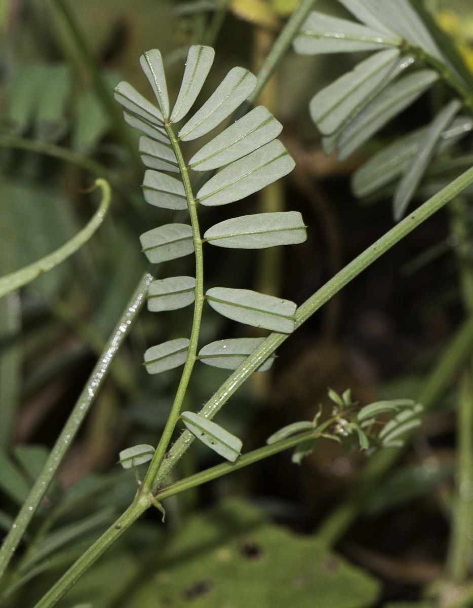 Image of Securigera securidaca specimen.