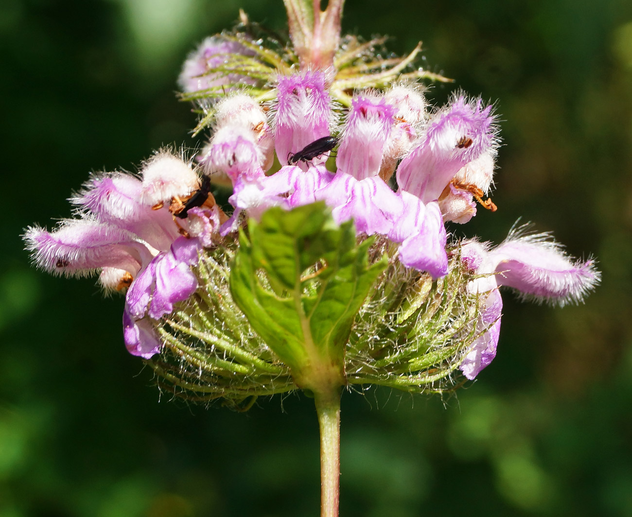 Image of Phlomoides tuberosa specimen.