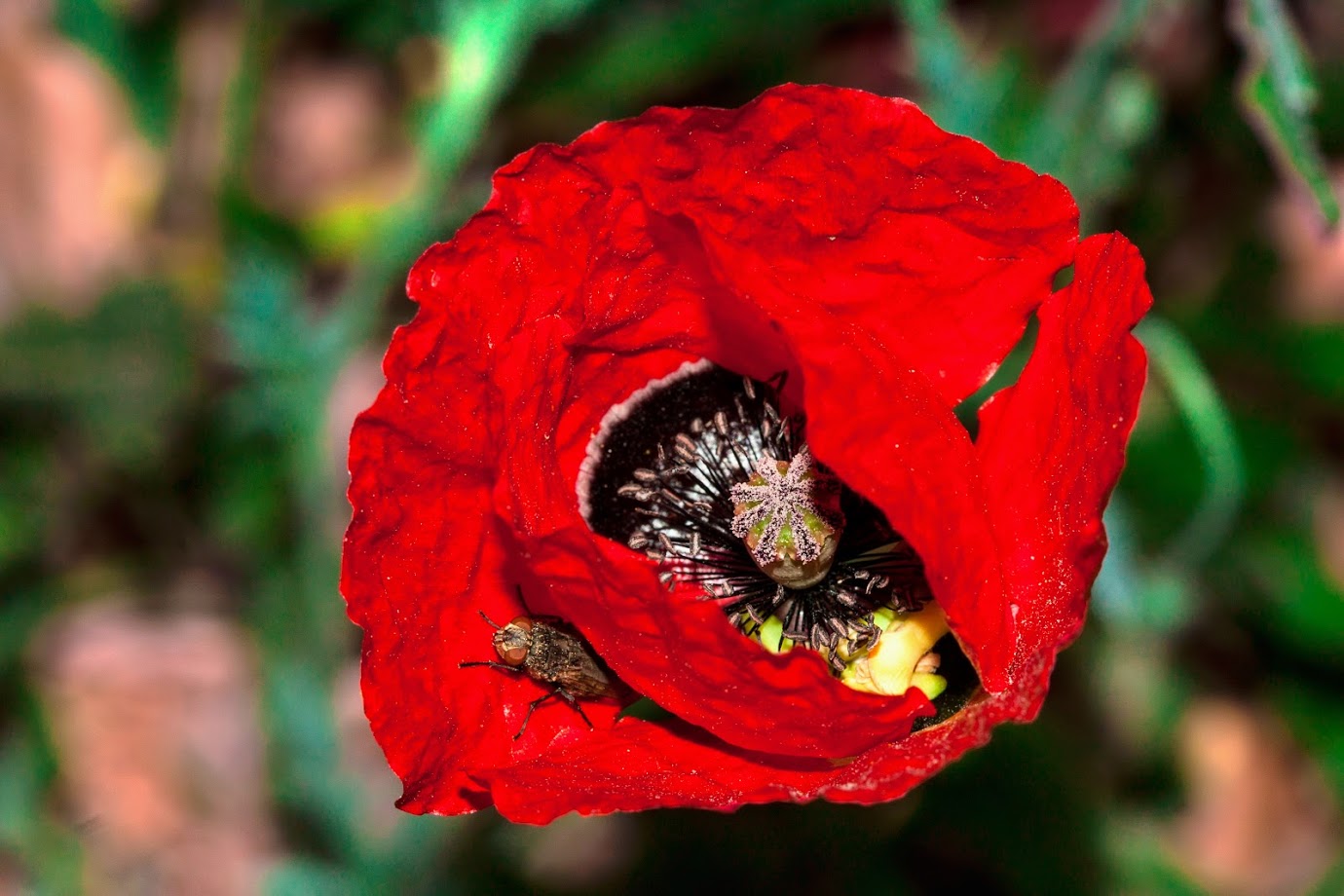 Изображение особи Papaver umbonatum.