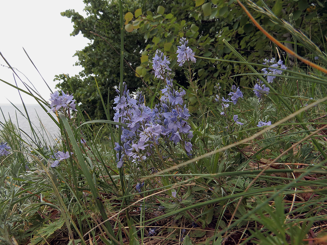 Image of Veronica prostrata specimen.