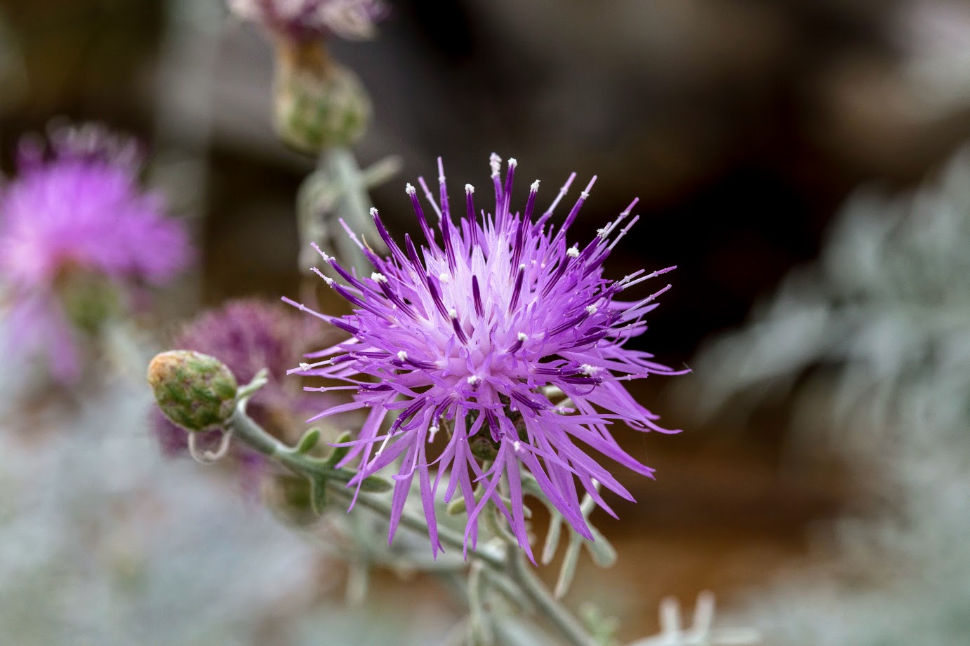 Image of Centaurea gymnocarpa specimen.