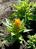 Celosia argentea