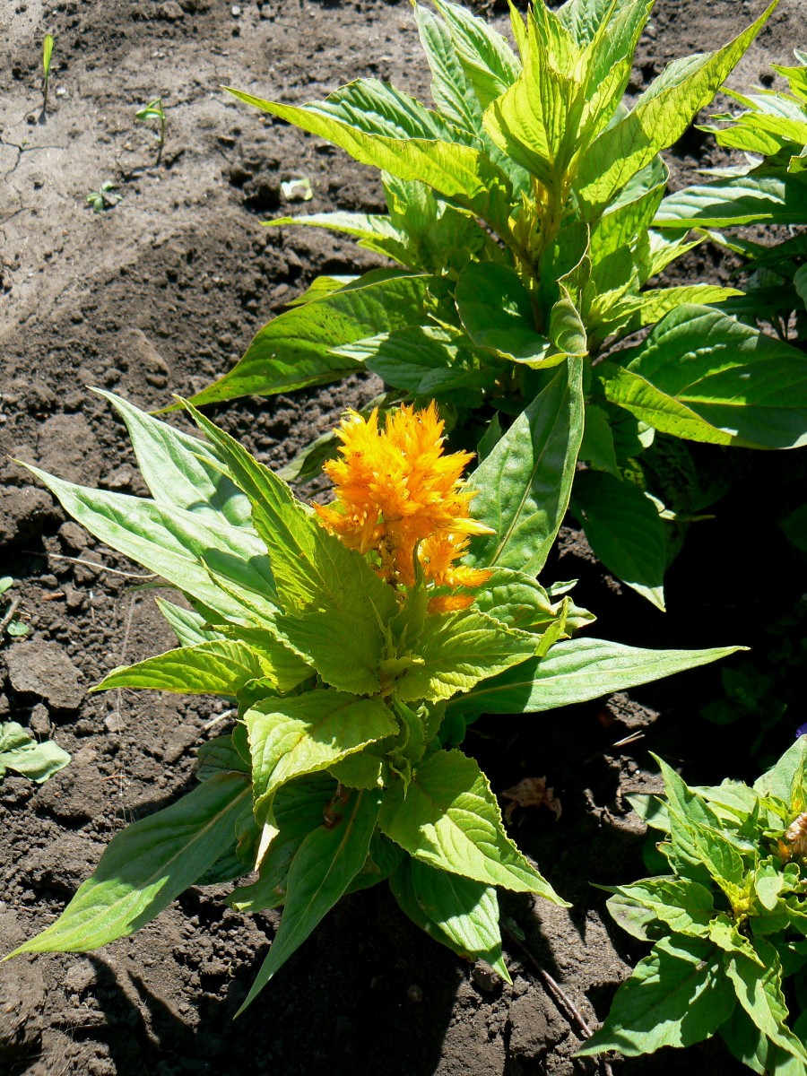 Image of Celosia argentea specimen.
