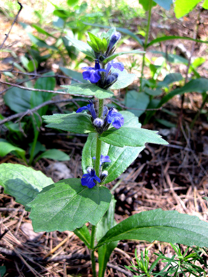 Image of Ajuga genevensis specimen.