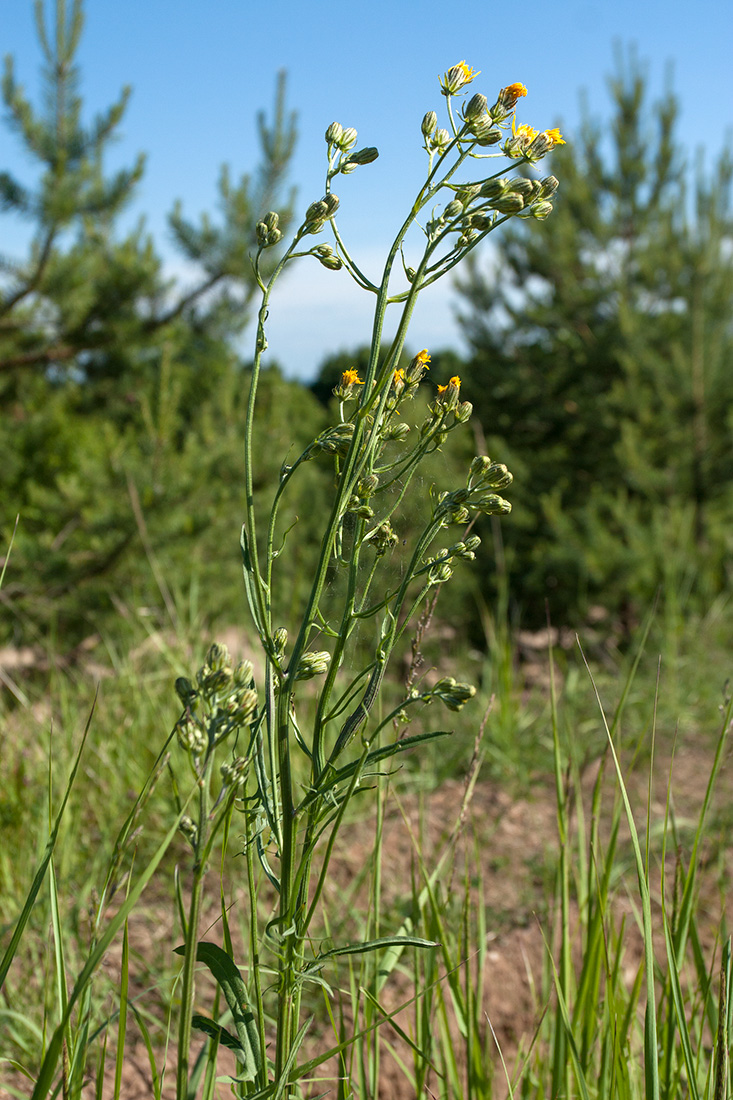 Изображение особи Crepis biennis.