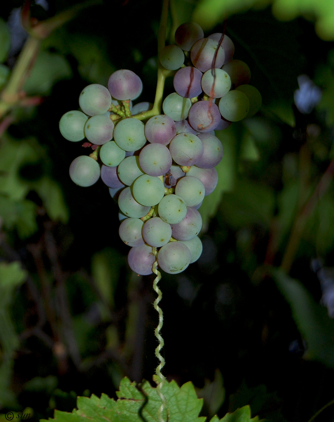 Image of Vitis vinifera specimen.