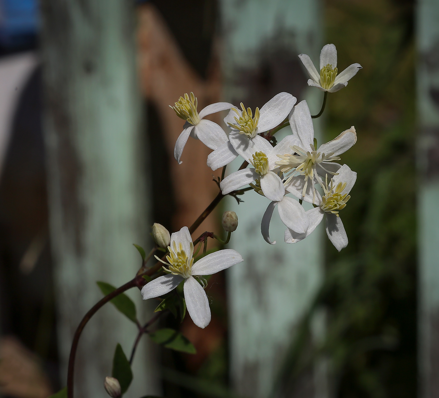 Image of Clematis recta specimen.