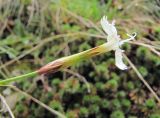 Dianthus elbrusensis. Цветок. Кабардино-Балкария, Эльбрусский р-н, окр. пос. Эльбрус, ок. 1800 м н.у.м., скала. 09.08.2018.