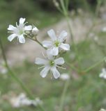 Gypsophila acutifolia. Цветки. Кабардино-Балкария, Эльбрусский р-н, окр. с. Бедык, ок. 900 м н.у.м., каменистое место. 08.08.2018.