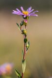 Aster amellus. Верхушка цветущего растения. Воронежская обл., Подгоренский р-н, окр. с. Белогорье, степь на меловой горе. 19.08.2018.