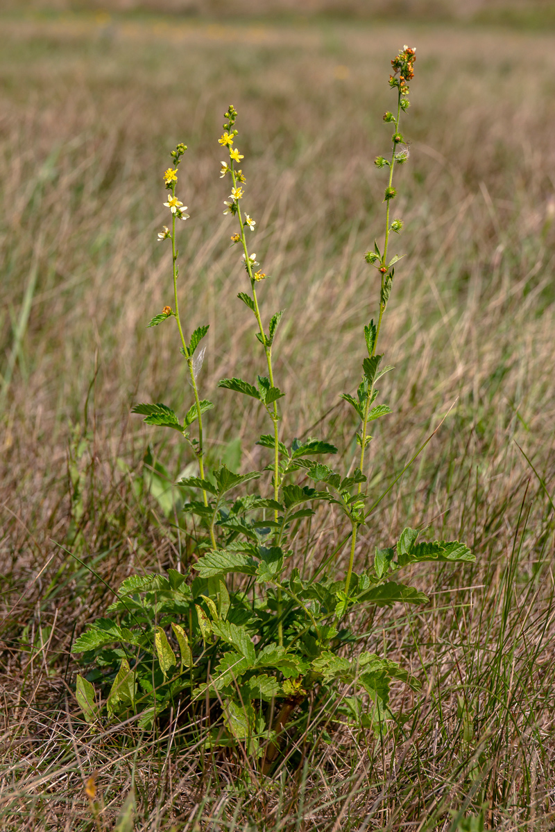 Image of Agrimonia asiatica specimen.