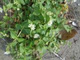Myosoton aquaticum