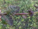 Pedicularis lapponica