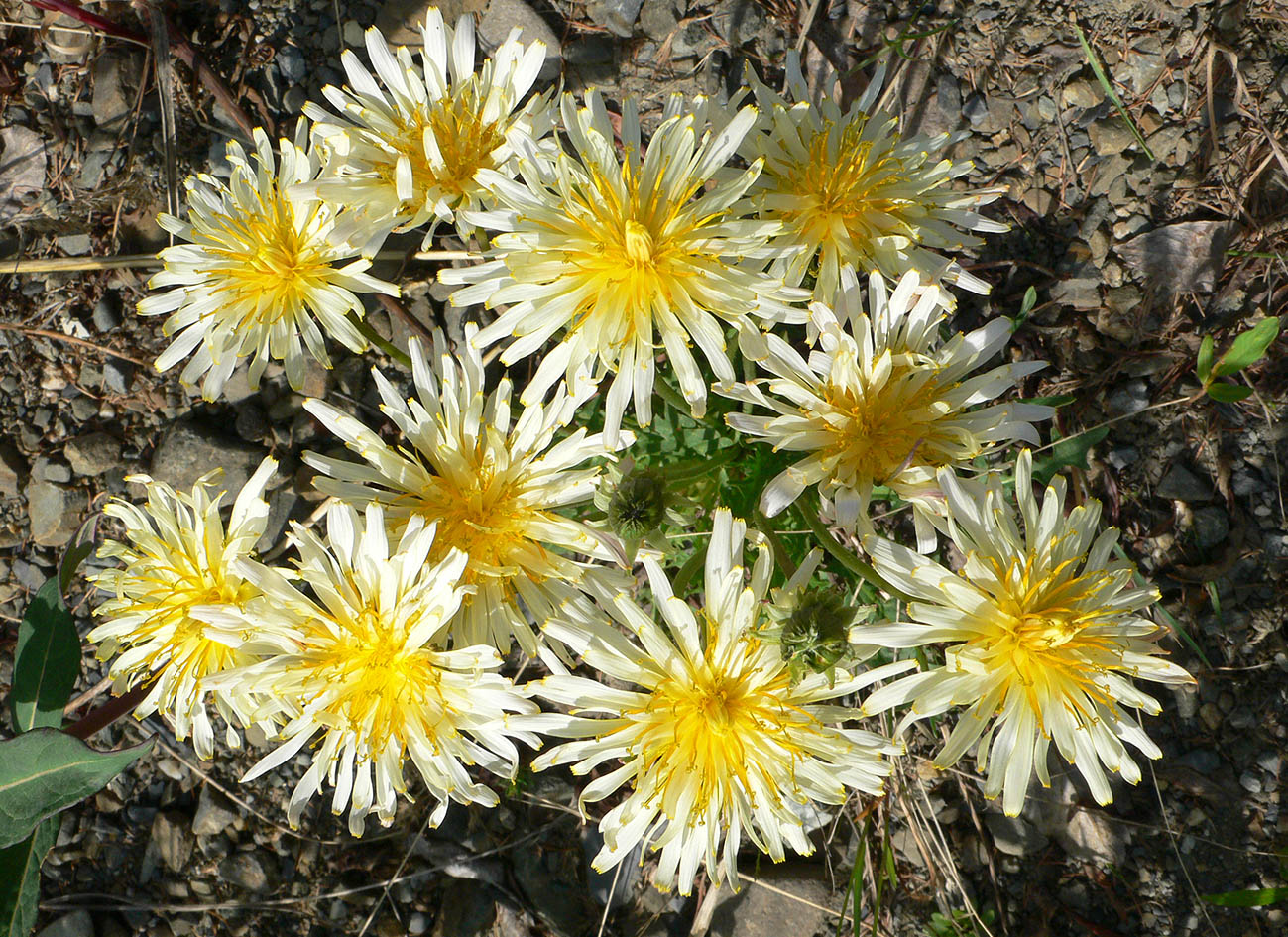 Изображение особи Taraxacum albescens.