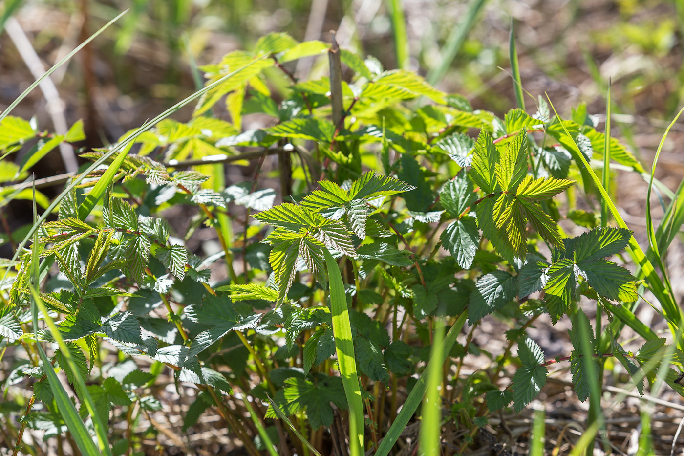 Image of Filipendula ulmaria specimen.
