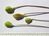Erythronium caucasicum