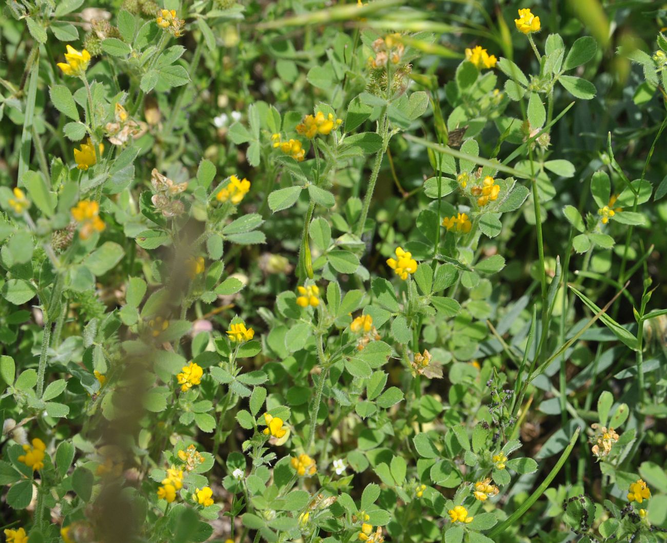 Image of Medicago minima specimen.
