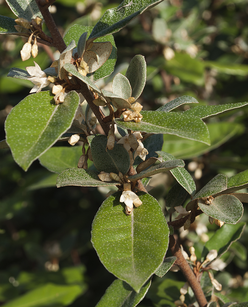 Image of Elaeagnus × submacrophylla specimen.