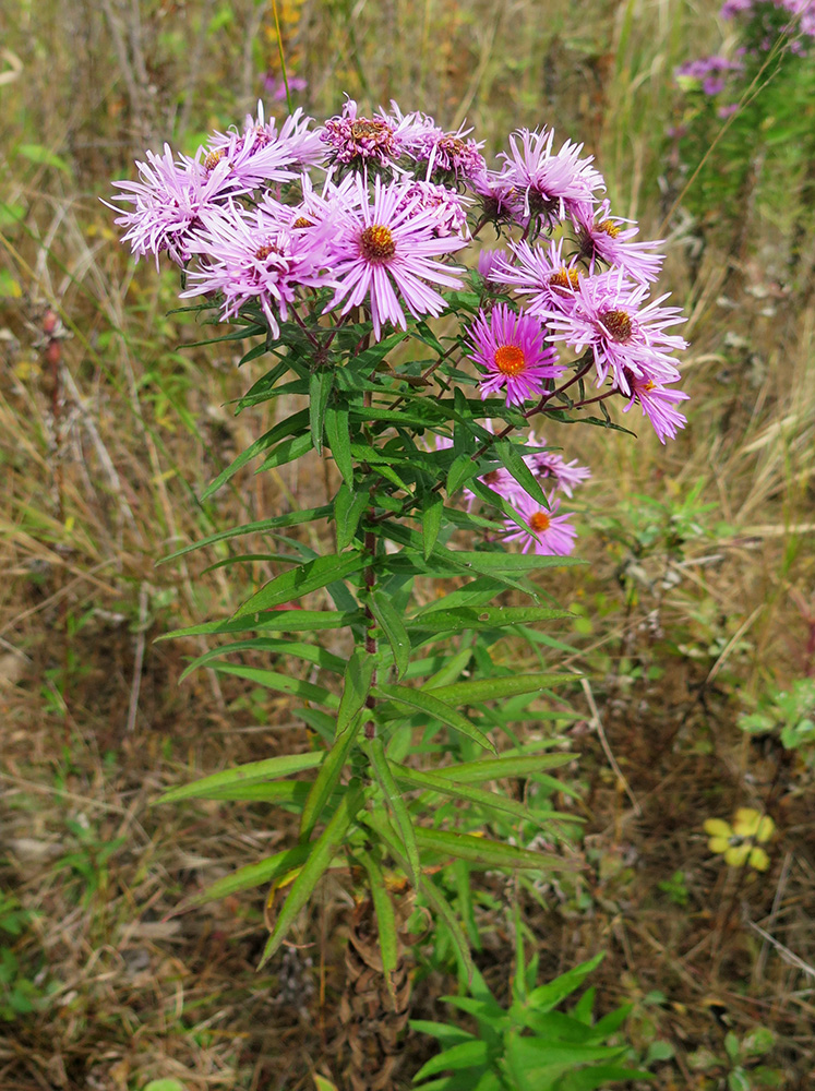 Image of Symphyotrichum novae-angliae specimen.