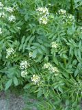 Nasturtium officinale