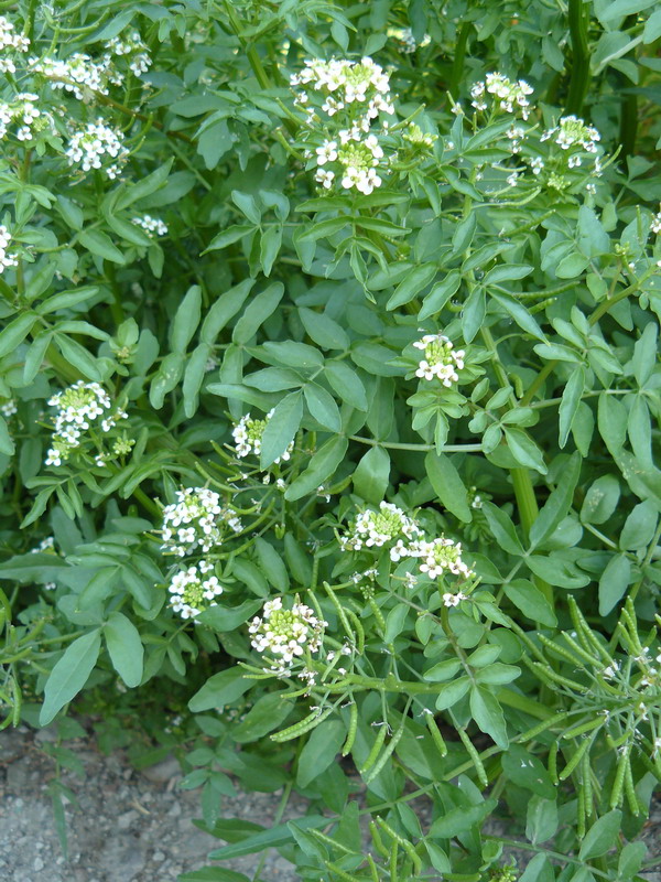 Image of Nasturtium officinale specimen.