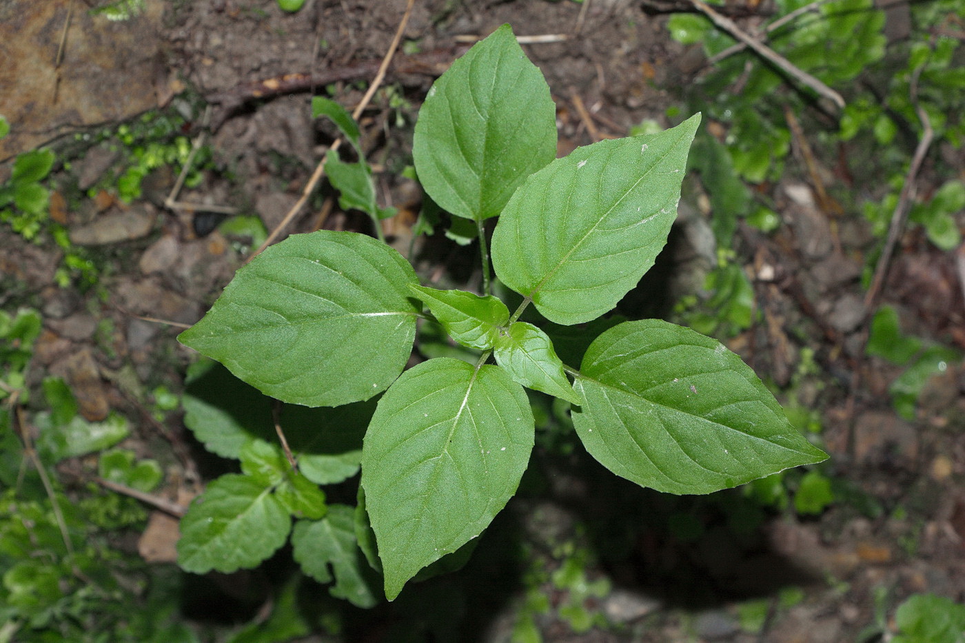 Image of Circaea lutetiana specimen.