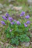 Corydalis conorhiza. Цветущее растение. Карачаево-Черкесия, Зеленчукский р-н, окр. пос. Архыз, хребет Абишира-Ахуба, спуск от оз. Лазурного к оз. Кяфар, 2670 м н.у.м., осыпь. 31.07.2018.