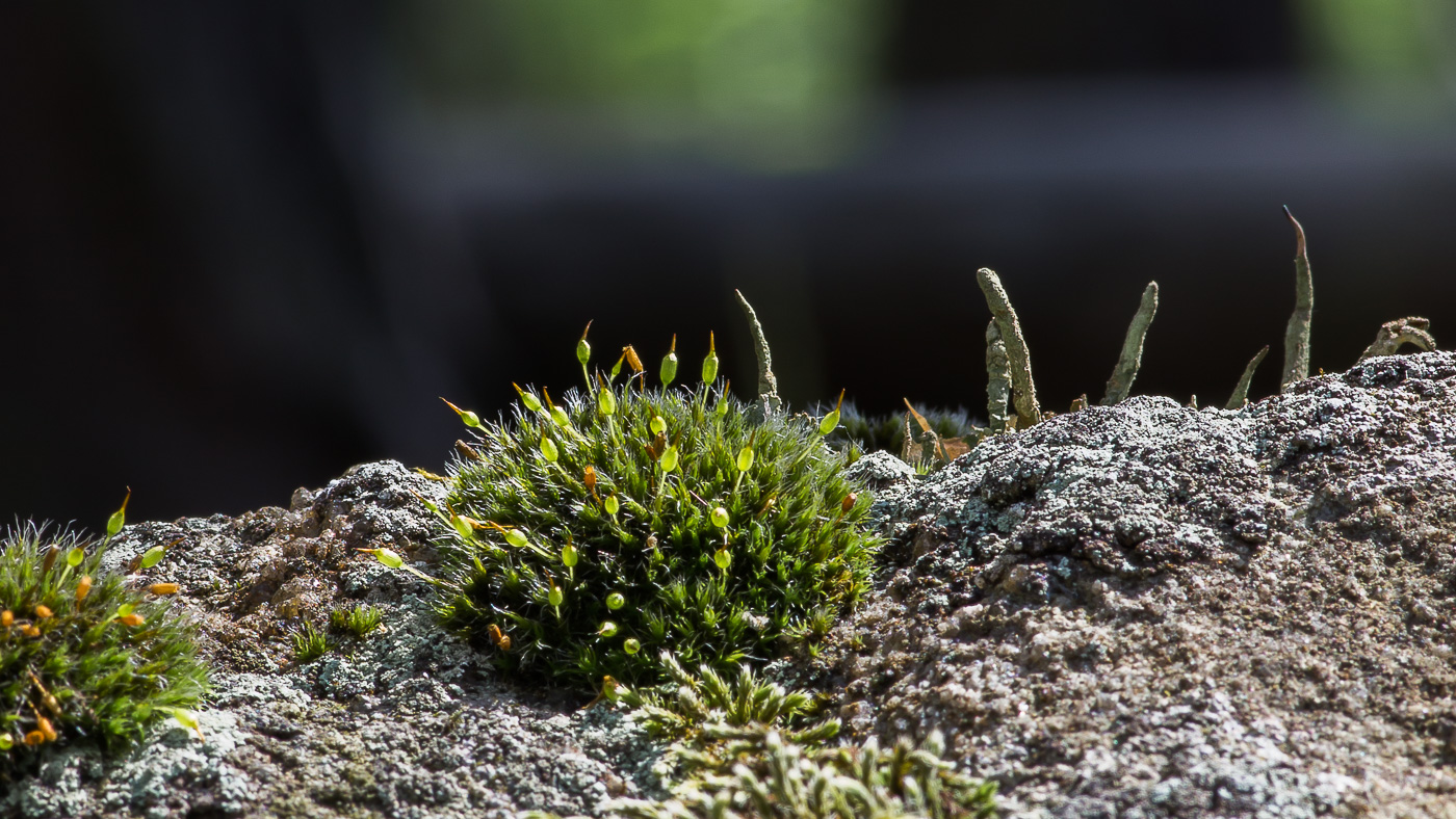 Изображение особи Grimmia longirostris.