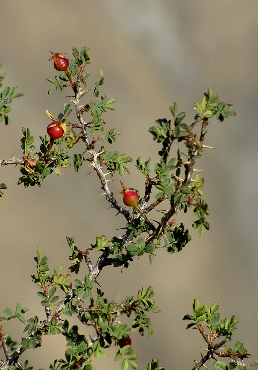 Image of Rosa ecae specimen.