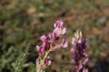 Oxytropis myriophylla