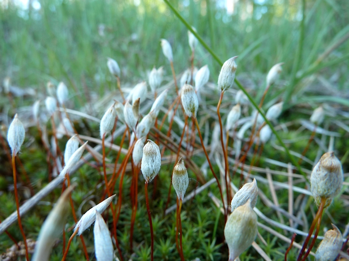 Image of Polytrichum commune specimen.