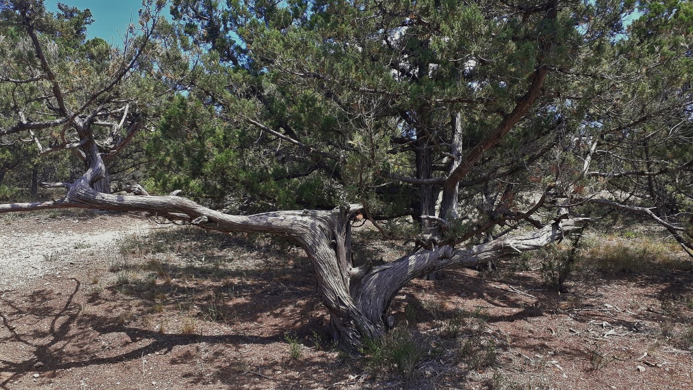 Image of Juniperus excelsa specimen.