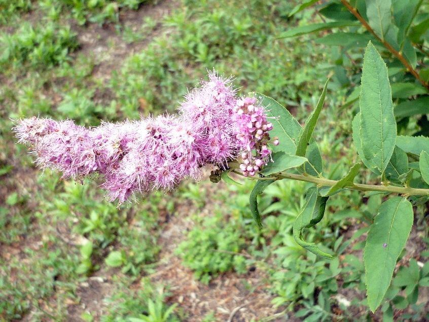 Image of Spiraea salicifolia specimen.