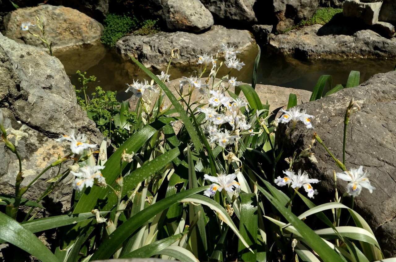 Изображение особи Iris japonica.