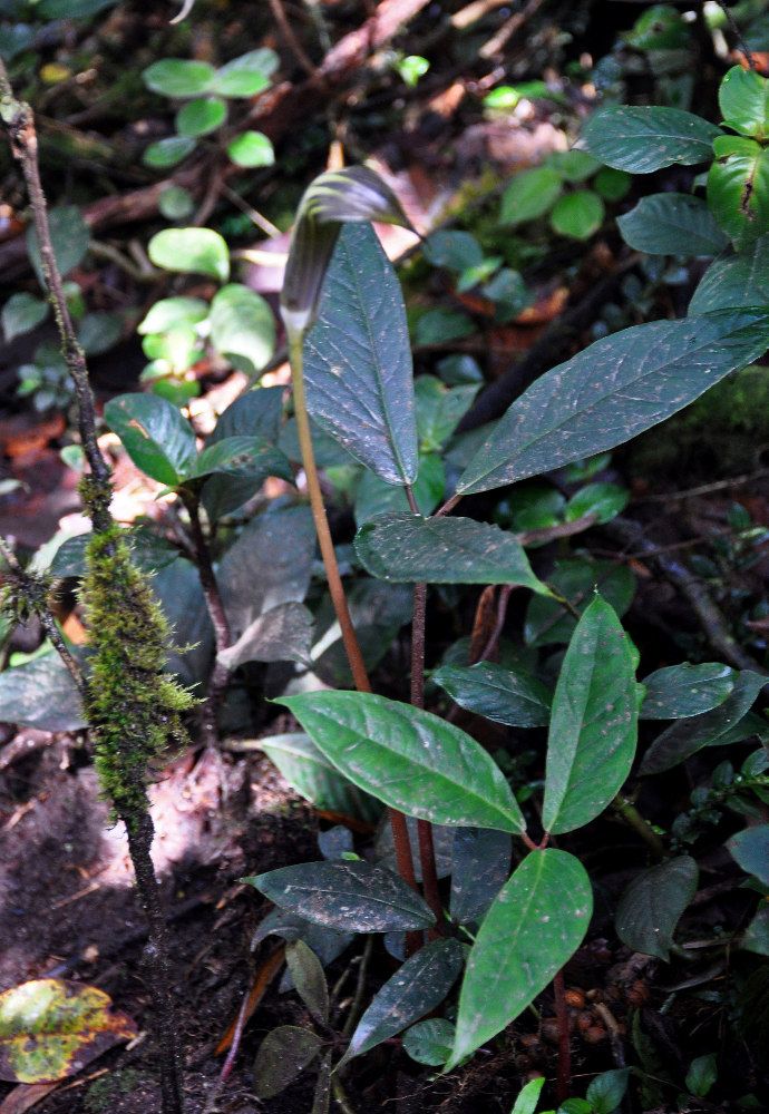 Image of Arisaema anomalum specimen.