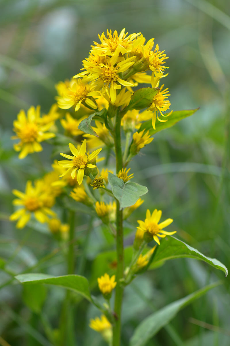 Изображение особи Solidago virgaurea.