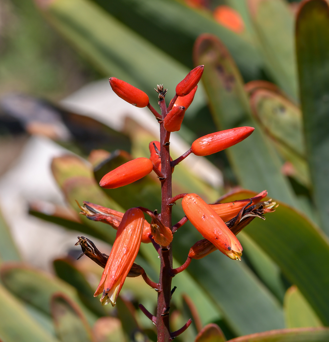Image of Aloe plicatilis specimen.