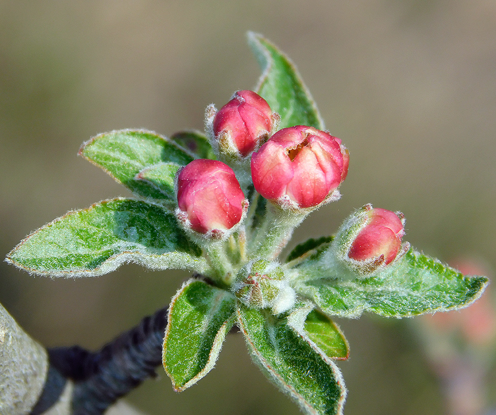 Изображение особи Malus orientalis.