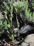 Linaria simplex