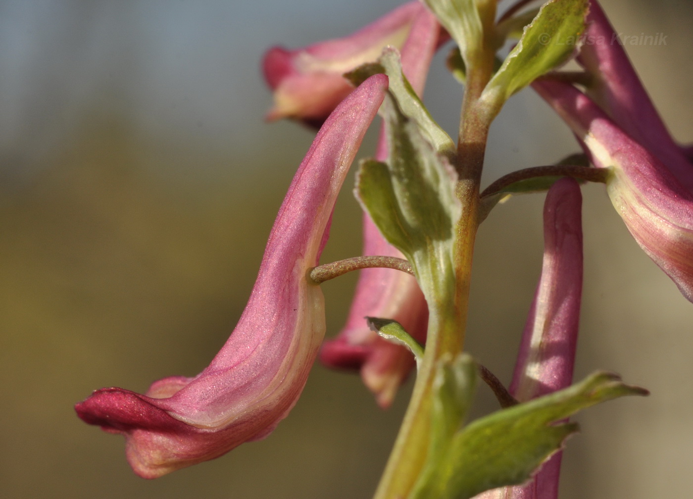 Изображение особи Corydalis buschii.