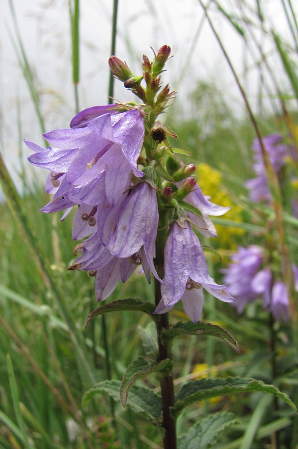 Image of Campanula ruthenica specimen.