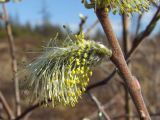 Salix abscondita